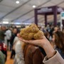 Ad Alba primo week end con la Fiera del Tartufo Bianco: si apre un fine settimana tra gusto e tradizioni