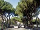 C’è il “rischio concreto di crollo”, il Comune abbatte tre pini in via Thaon di Revel