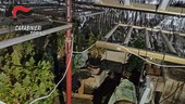 A Cumiana maxi-piantagione di marijuana: oltre 700 chili di droga. Cinque in manette [VIDEO]