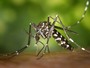 Dengue autoctona a Sanremo, scatta la disinfestazione straordinaria: coinvolti i luoghi frequentati da un turista