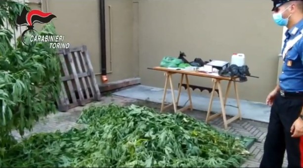 Pensionato si ricicla come spacciatore: in casa nascondeva marijuana e una piccola coltivazione di cannabis [VIDEO]