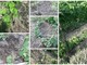 Castelvittorio: Cinghiali e Caprioli devastano i campi coltivati per il 'Fagiolo di Pigna', danni per migliaia di euro (Foto)