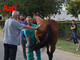 Palio, tutti promossi alla prima sessione delle visite veterinarie [GALLERIA FOTOGRAFICA]