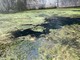 Il Po invaso dalle alghe e "asciutto" per colpa del caldo Il Po invaso dalle alghe e "asciutto" per colpa del caldo