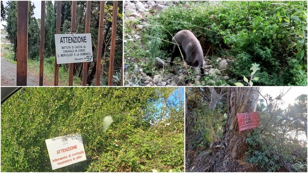 Costarainera, doppiette in azione per la caccia al cinghiale a monte dell'ex Barellai Costarainera, doppiette in azione per la caccia al cinghiale a monte dell'ex Barellai