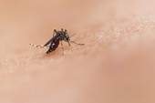 Lazio, 21 diagnosi recenti di virus West Nile