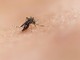 Lazio, 21 diagnosi recenti di virus West Nile