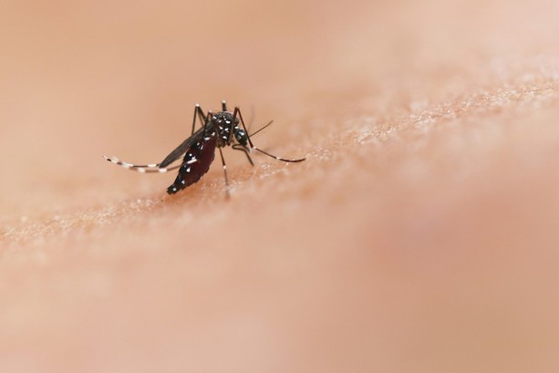 Lazio, 21 diagnosi recenti di virus West Nile